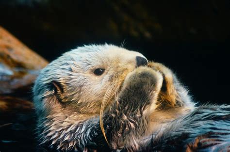 Do Sea Otters Rape Baby Seals? | Snopes.com