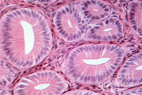 Glandular Epithelial Tissue