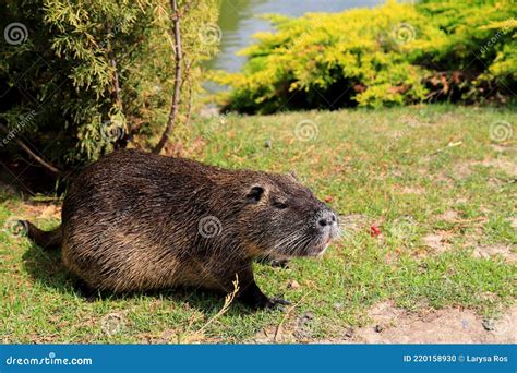 Nutria With Long Black Fur, Otter, Marsh Beaver Eat Carrots. Water Rat ...