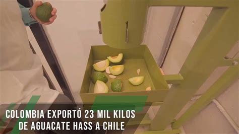 Colombia Exportó 23 Mil Kilos De Aguacate Hass A Chile Tvagro Por