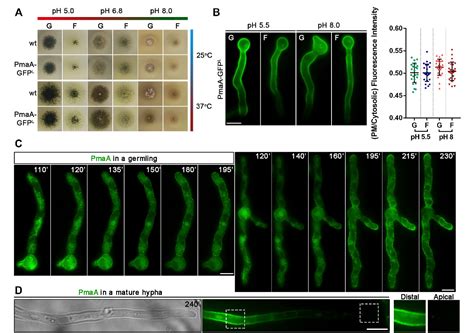 Figure 2 From Golgi Bypass Is A Major Unconventional Route For