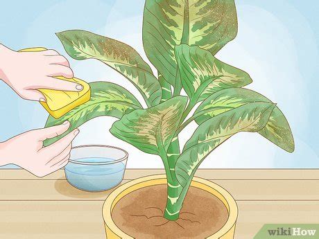 Cara Memangkas Tanaman Hias Langkah Dengan Gambar Wikihow