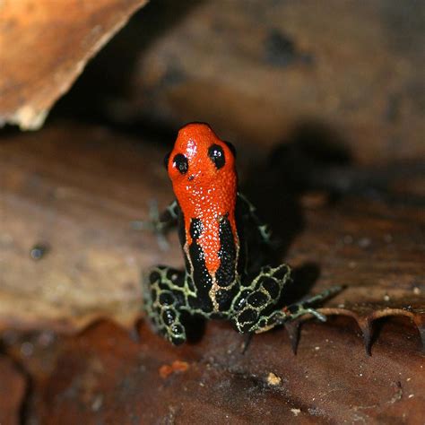 Red Backed Poison Frog Ranitomeya Reticulatus Red Backed Flickr