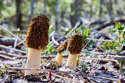 12 Edible Mushrooms In Missouri To Make Delicious Cuisines