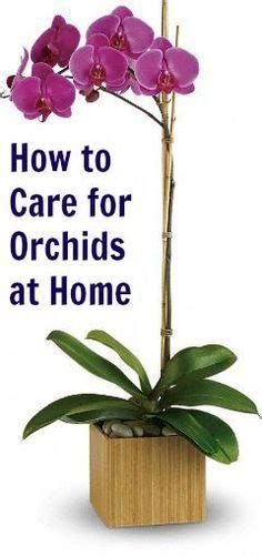 The Best Orchid Care To Keep These Beautiful Plants Thriving Growing