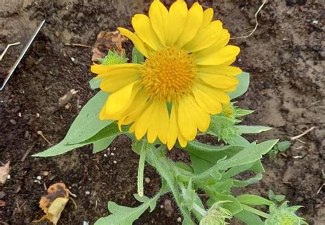 Gailardia O Cista Mesa Yellow Gaillardia Aristata L