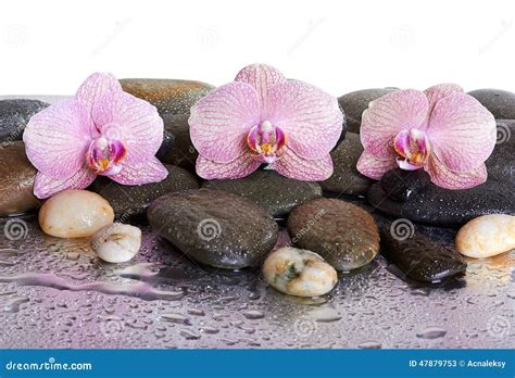 Pebbles And Orchids Stock Image Image Of Purple Medicine 47879753