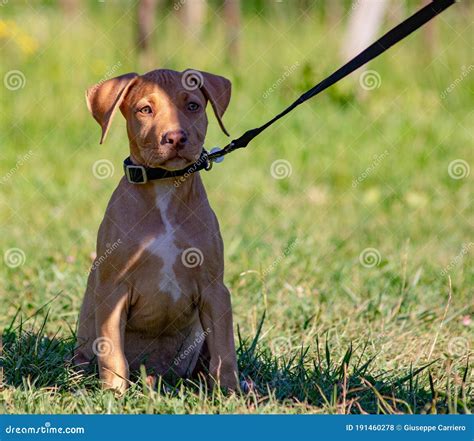 Adorable Adorable Cachorro De Pitbull Terrier Americano Foto De Archivo