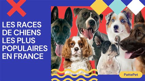 Les 10 Races De Chiens Les Plus Populaires En France 🐕 Youtube