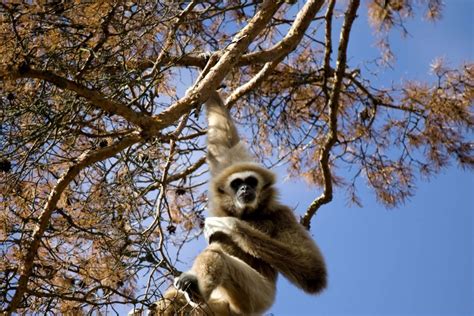 Download Majestic Gibbon Lounging In Nature