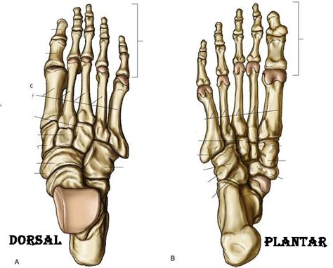 Bony Landmarks Of The Foot Diagram Quizlet