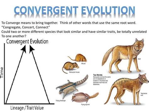 Ppt Types Of Evolution Divergent Vs Convergent Powerpoint