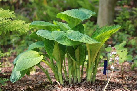 Plantain Lilies Leaves Plants - Free photo on Pixabay - Pixabay