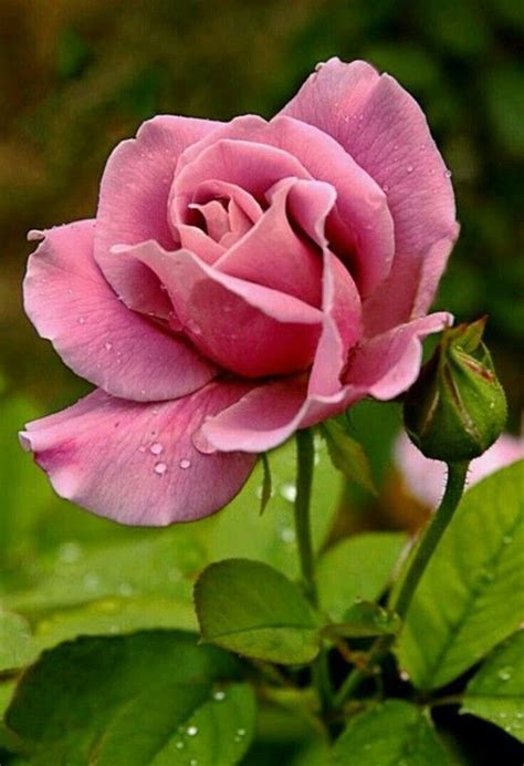 Beautiful Pictures Of Rose Flowers