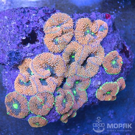Ricordea florida | Купить | Мягкие кораллы