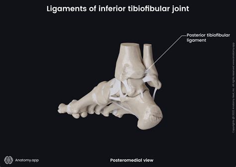 Inferior tibiofibular joint | Encyclopedia | Anatomy.app | Learn ...