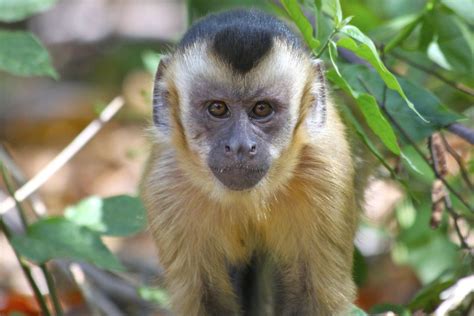 Juvenile Male Juvenile Capuchin Monkey Sapajus Libidinosu Flickr