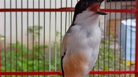 PANCINGAN CENDET PALING AMPUH MAMPU MEMBUAT CENDET LAIN LATAH IKUT