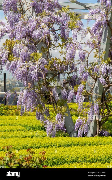 Purple Flowers Of Wisteria Sinensis Or Blue Rain Blooming Chinese