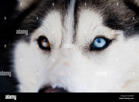 Husky Siberiano Cerca De Ojos De Diferente Color Fotografía De Stock