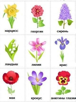 ABC Russian: Russian vocabulary for flower-lovers