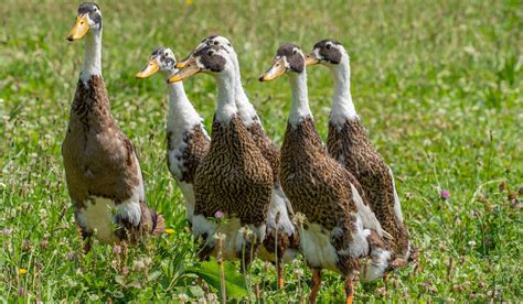 Duck Breeds For Eggs The Hip Chick