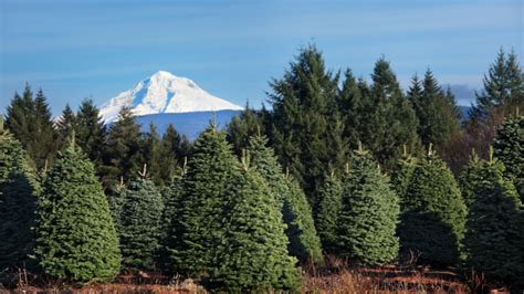 Best Christmas Tree Farms Alaska Has To Offer 2024