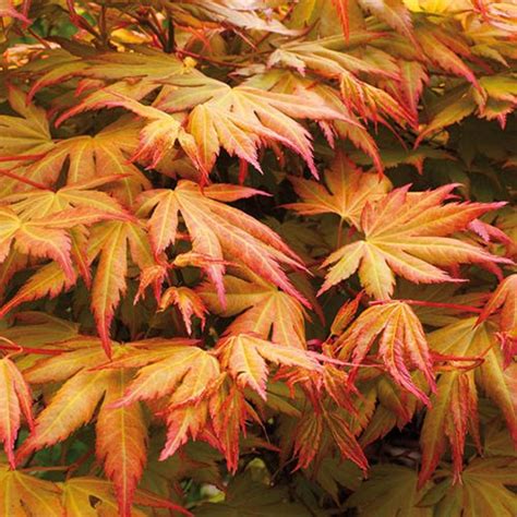 Acer Palmatum Orange Dream 3l Yougarden