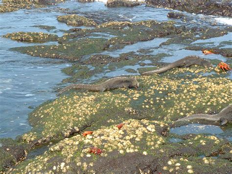 marine iguanas