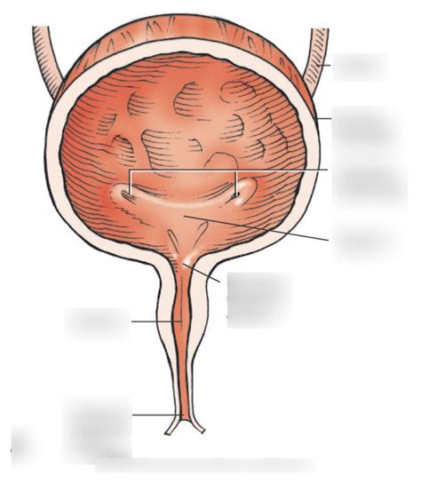 Urinary Bladder Anatomy Diagram Quizlet