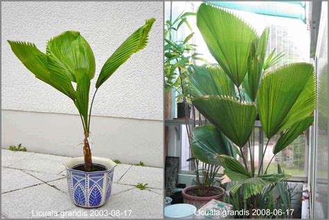 Help reviving indoor Licuala grandis - PALMS IN POTS - PalmTalk