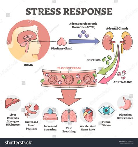 Stress Response Anatomical Scheme Body Inner Stock Vector Royalty Free