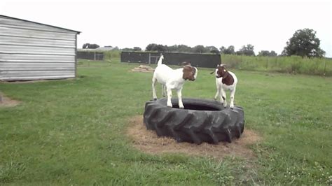 Boer Goats On Tire Youtube