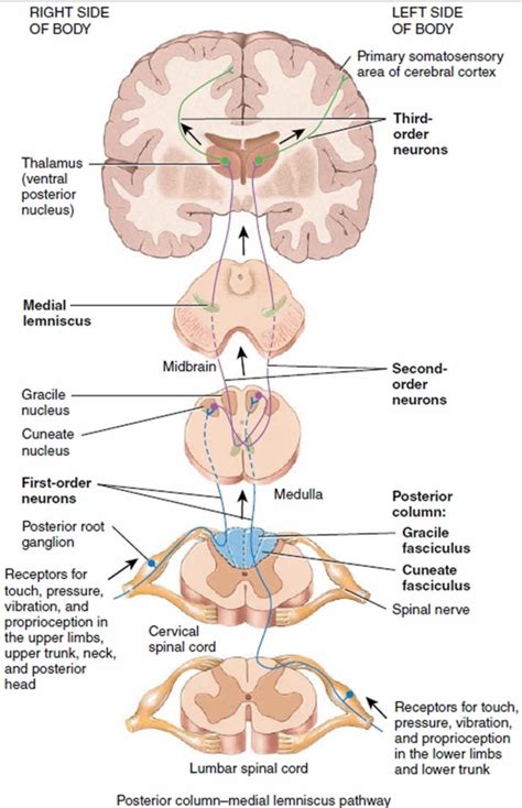 Medulla Oblongata Anatomy Function Location And Medulla Oblongata Damage