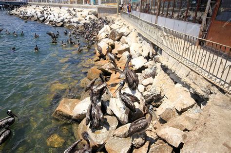 Premium Photo | Harbour at coquimbo chile