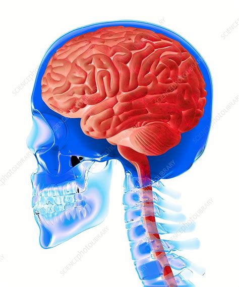 Skull And Brain Anatomy