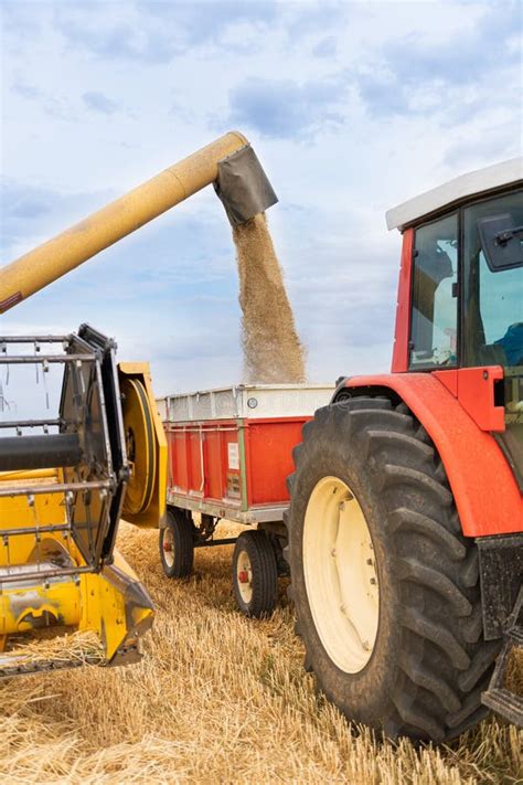 Wheat Mower Working In The Field During Harvest Stock Photo Image Of