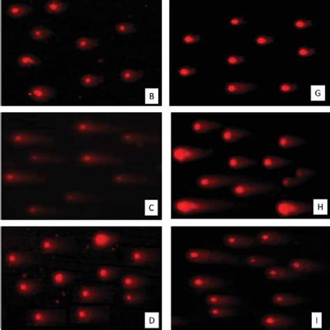 Dna Damage Assessment Using The Comet Assay A Control Group For 24