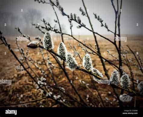 Pussy Willows In The Rain Stock Photo Alamy