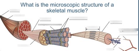 Muscle Quiz Diagram Quizlet