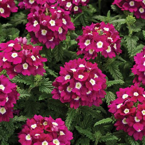 Trailing Verbena Seeds | Obsession Cascade | Burgundy 25 Seeds – trailingpetunia.com