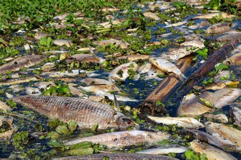 Defesa Civil começa retirada de toneladas de peixes mortos no rio