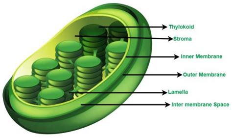 Ncert Solutions For Class 11 Biology Chapter 8 Cell The Unit Of Life