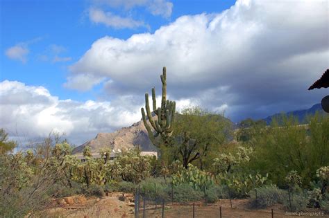 Wonders Of The Sonoran Desert Amazing Scenery On Our Road Flickr