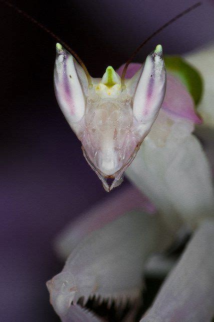 Los 20 tipos de mantis religiosa más curiosos y extraordinarios del