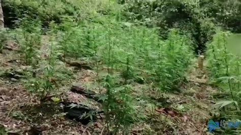 M S De Mil Matas De Marihuana Fueron Destruidas En La Zona Sur Del