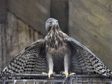 Spizaetus Philippensis Philippensis Philippine Hawk Eagle In Avilon Zoo