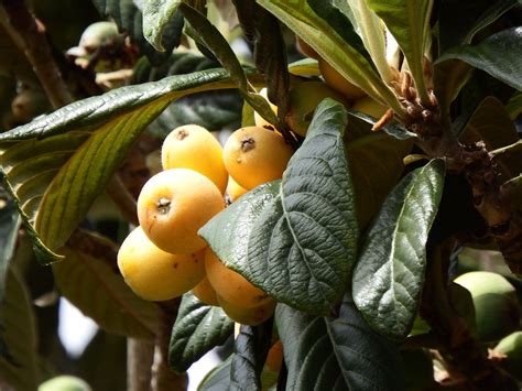 Eriobotrya Japonica Loquat Tree - Free photo on Pixabay - Pixabay