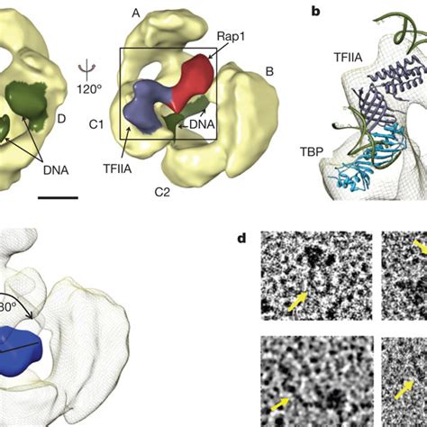 Structure Of The Committed Complex A Two Different Surface Views Of