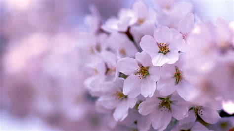 1920x1080 1920x1080 Sun Spring Flowering Tree Coolwallpapers Me